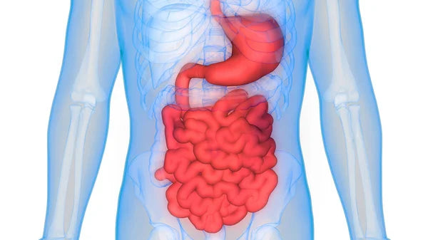 Stomaco e Intestino